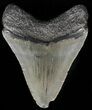 Juvenile Megalodon Tooth #56575-1